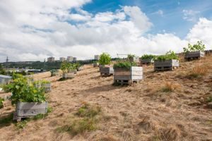 På Alna senter finner du en av Oslos takhager