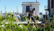 I Brooklyn dyrkes det tonnevis av grønnsaker i takhager