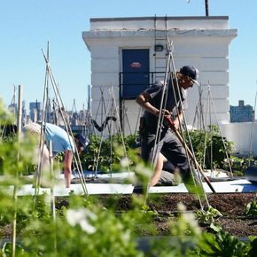 I Brooklyn dyrkes det tonnevis av grønnsaker i takhager