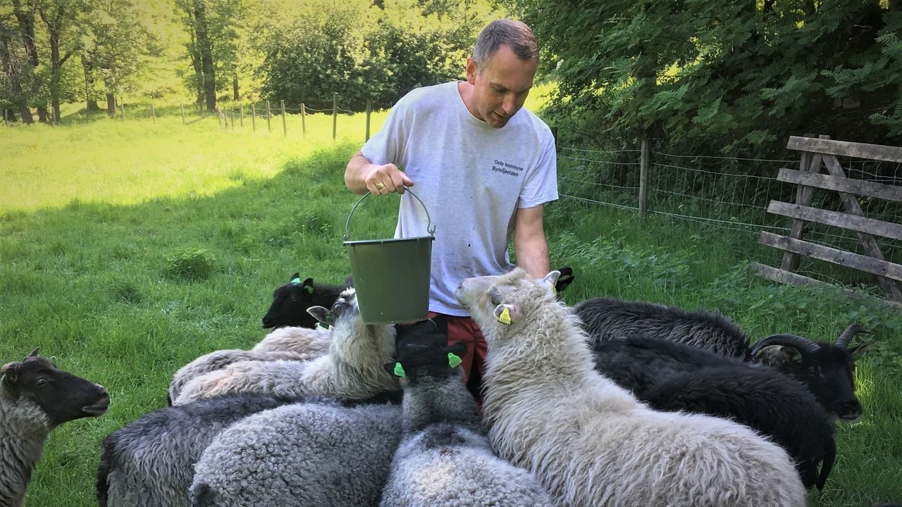 Sauer som jobber for biologisk mangfold / biodiversity in Oslo