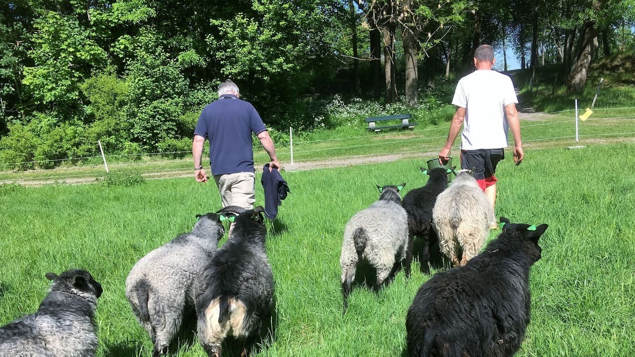 Sauer som jobber for biologisk mangfold