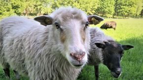 Biodiversity in Oslo