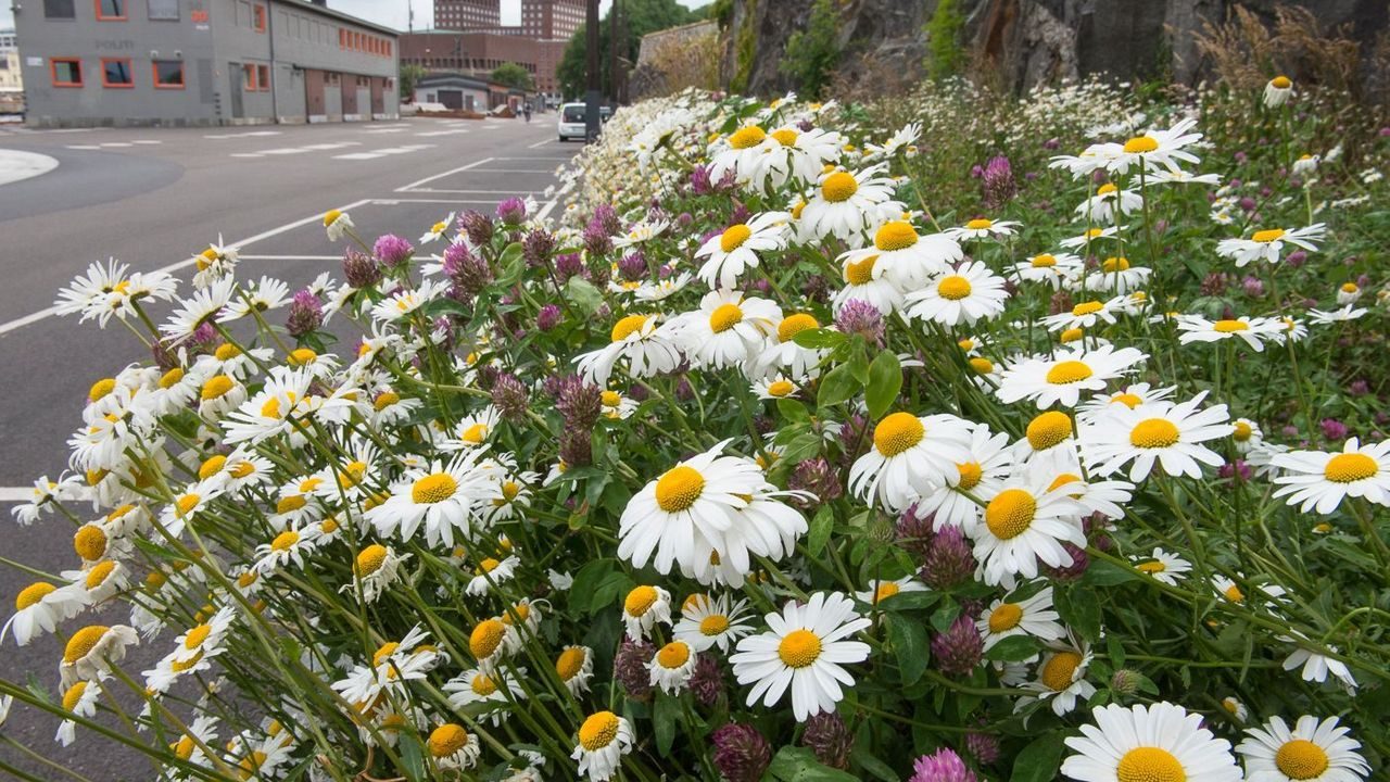 Blomsterenger ved Akershus festning