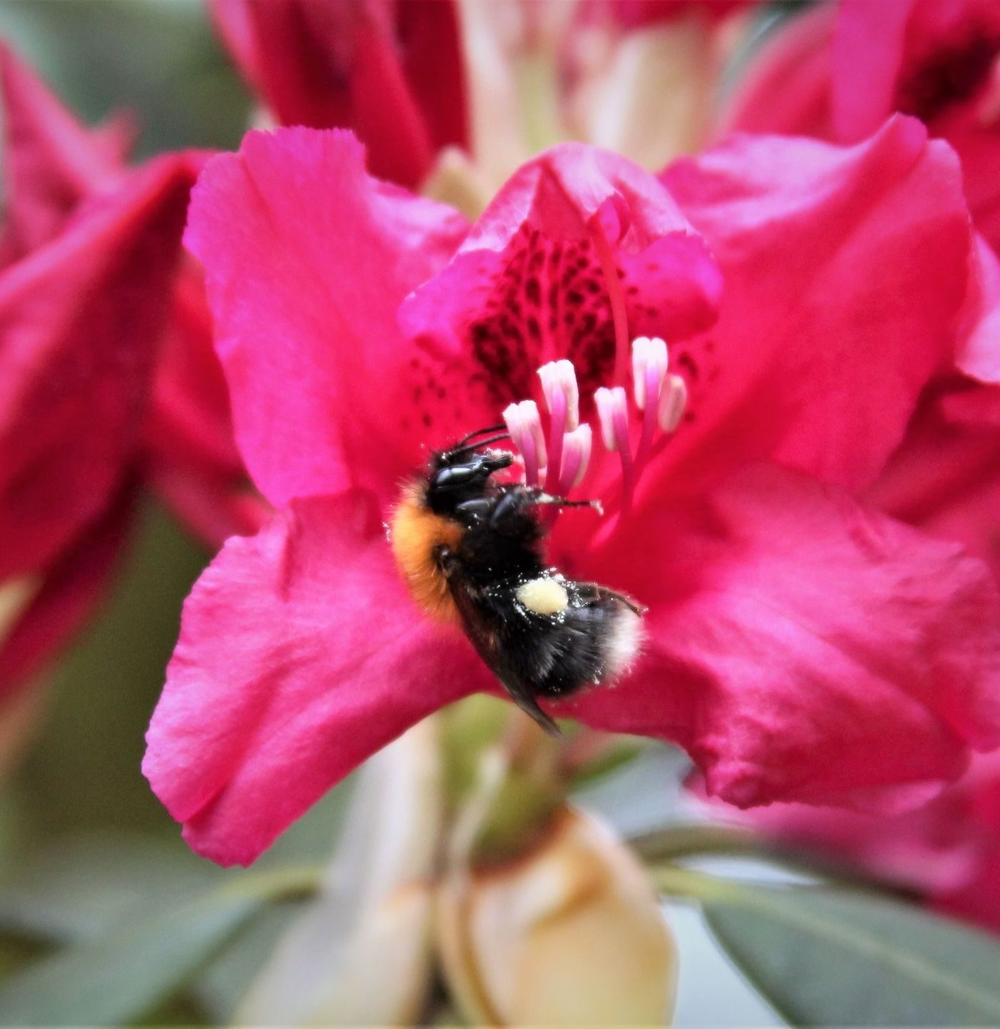 Pollinatorvennlige blomster