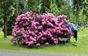 Pollinatorvennlige blomster