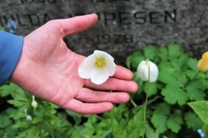 Pollinatorvennlige blomster