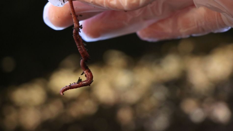 Barnehage med markkompostering