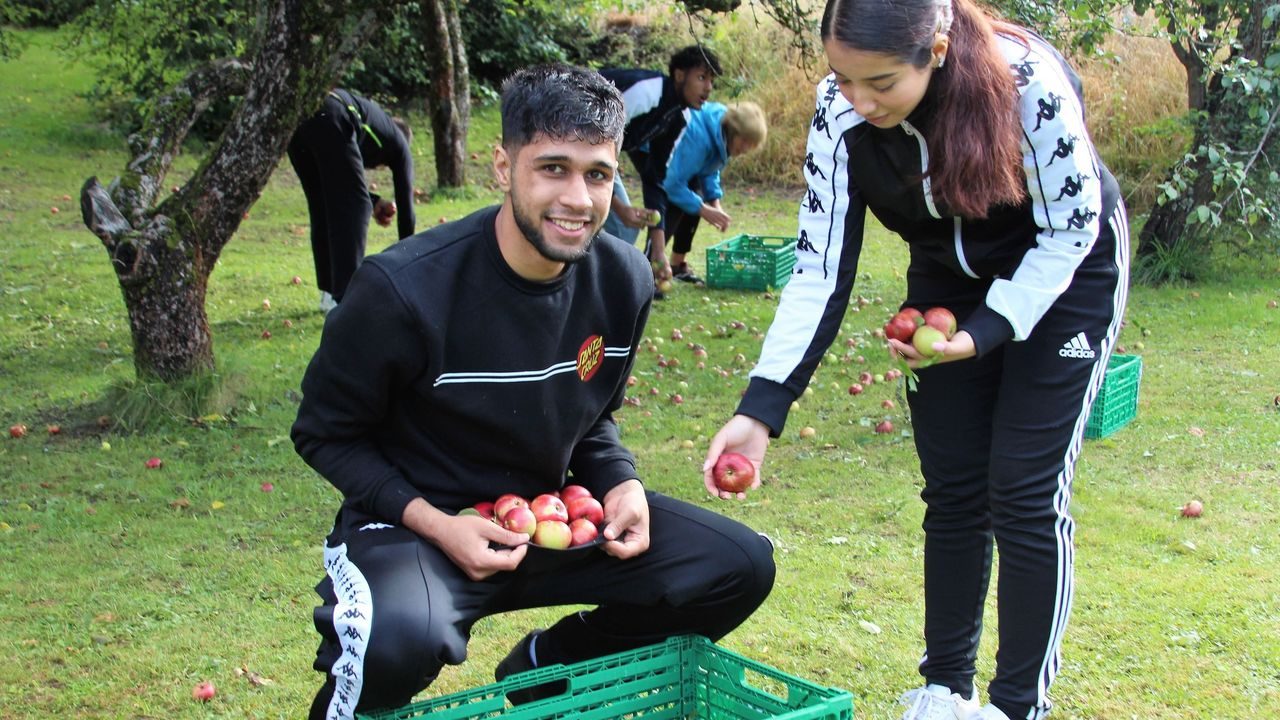 epleplukking, elevbedrifter