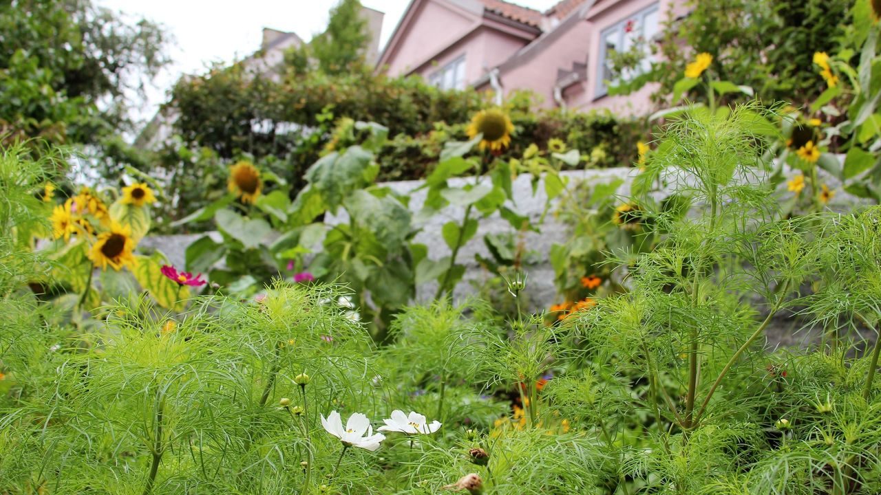 Oslos bekker og elver. Foto: Julie Messel