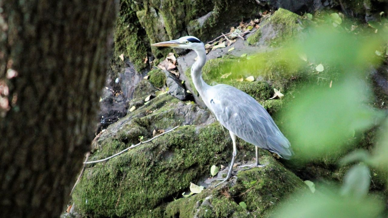 Oslos bekker og elver. Foto: Julie Messel