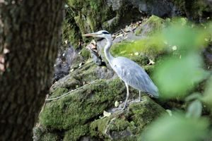 Oslos bekker og elver. Foto: Julie Messel