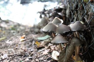 Oslos bekker og elver. Foto: Julie Messel