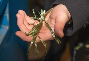 Nærbilde av plastsnorer