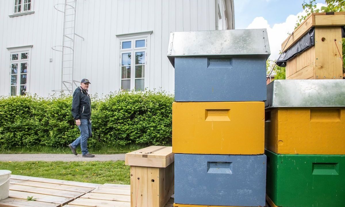 Malerhaugen har flere omveier. Her blant bikuber.