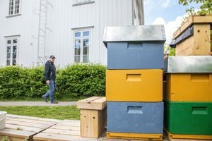 Malerhaugen har flere omveier. Her blant bikuber.