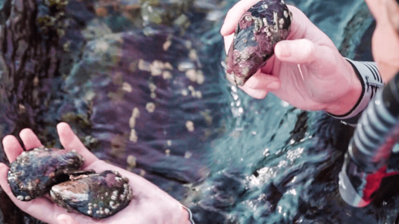 Klimaendringer påvirker livet i Oslofjorden