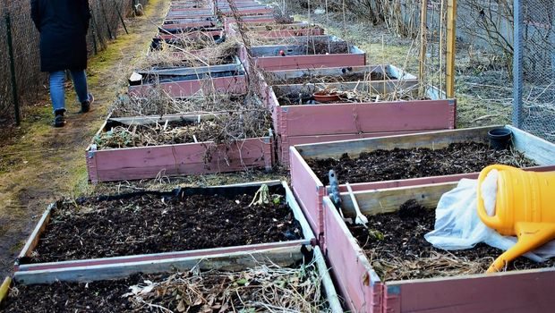 dyrking: plantekasser