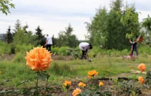 trær, blomster, ulven