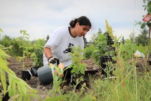 treplanting, hadia mirza