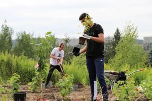 treplanting på ulven