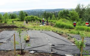 trær, ulven nærmiljøhage