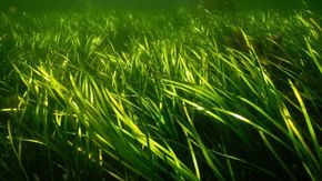 Frisk ålegraseng utenfor Drøbak. Foto Eli Rinde