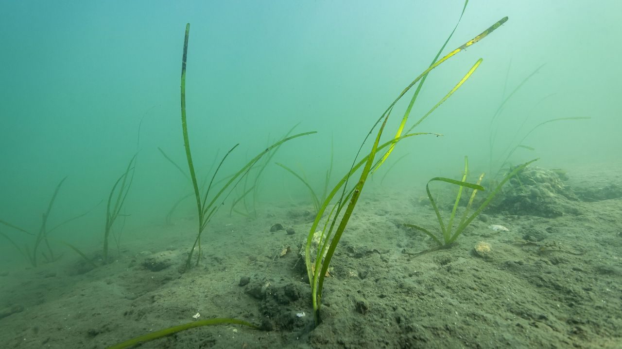 Utplantet ålegras ved Frognerkilen