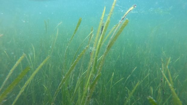 Frisk ålegras Fornebu