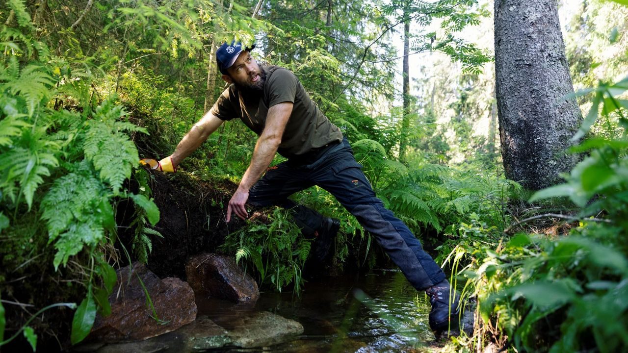 fordrøyning trestokker marka