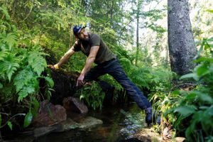 fordrøyning trestokker marka