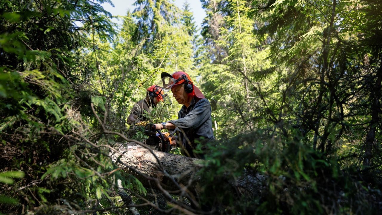 flomdemping fordrøyning trestokker marka klimatilpasning