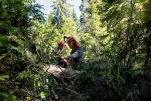 flomdemping fordrøyning trestokker marka klimatilpasning