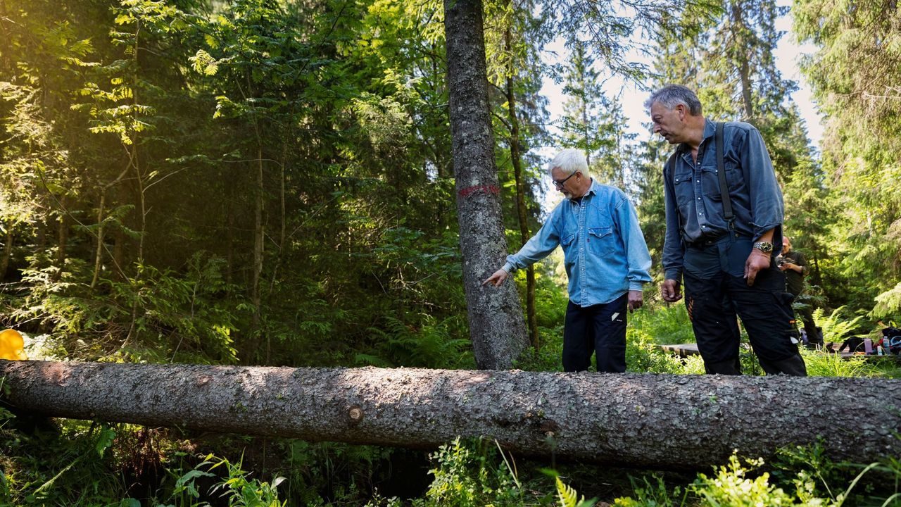 fordrøyning trestokker marka