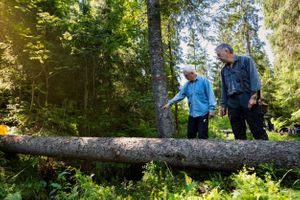 fordrøyning trestokker marka
