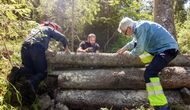 flomdemping fordrøyning trestokker marka klimatilpasning