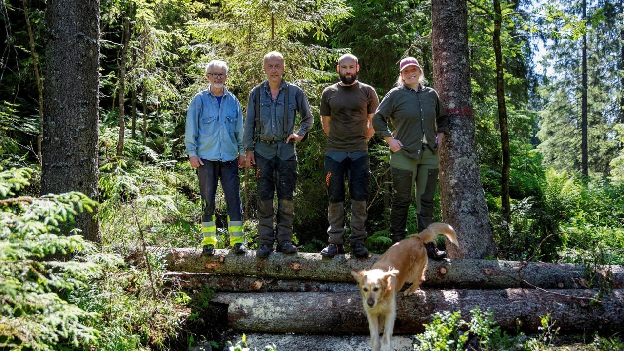 fordrøyning trestokker marka klimatilpasning