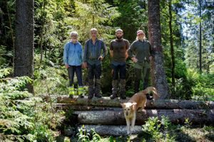 fordrøyning trestokker marka klimatilpasning