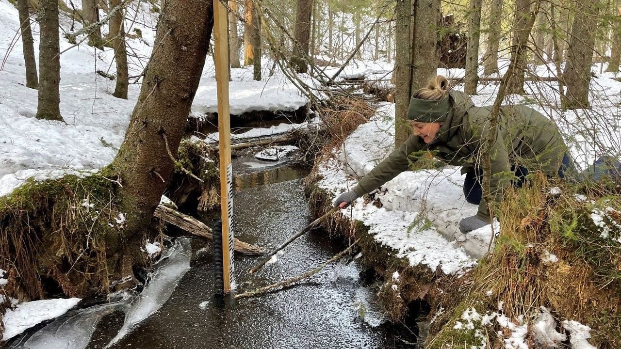 fordrøyning trestokker marka