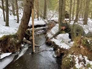 fordrøyning trestokker marka