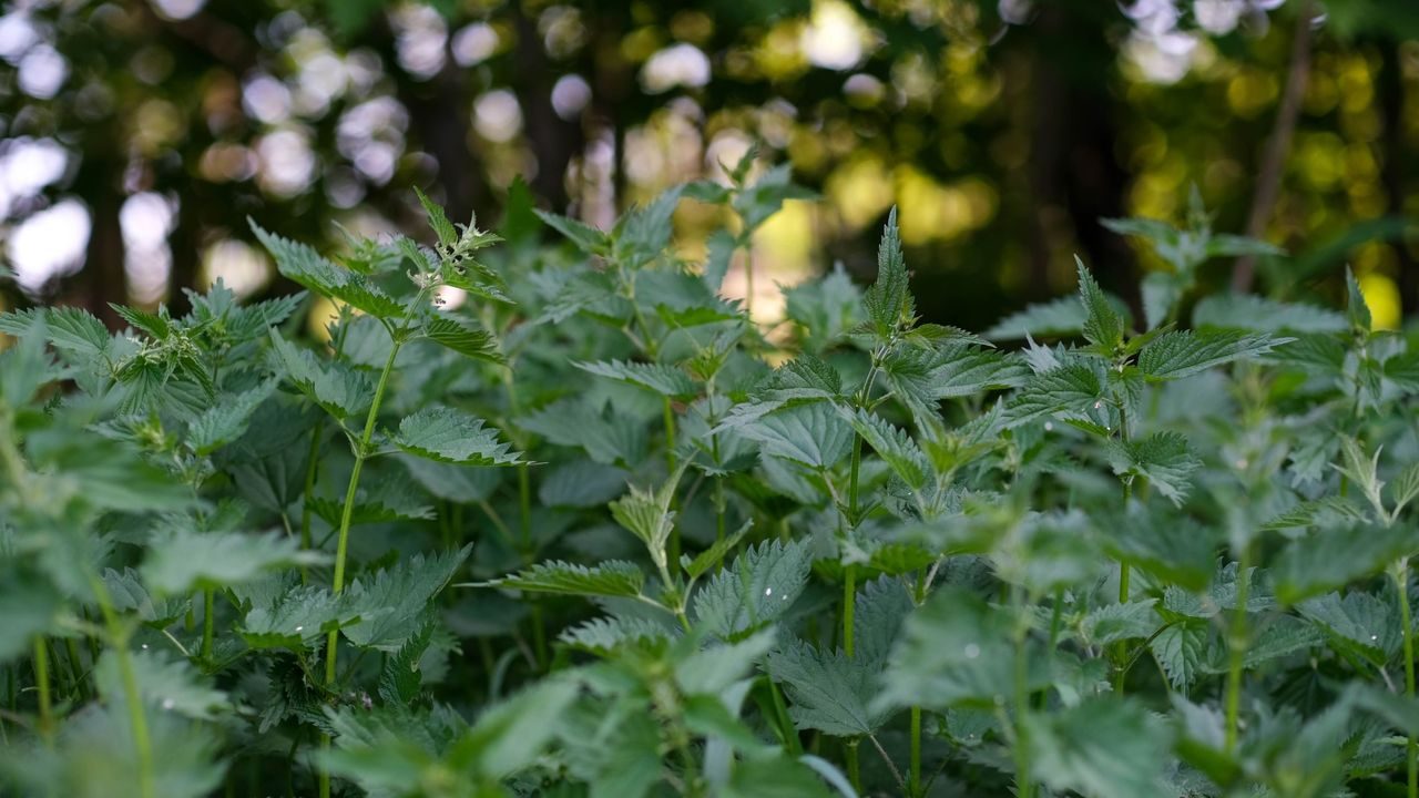 ugress, ville vekster, brennesle