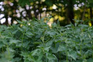 ugress, ville vekster, brennesle