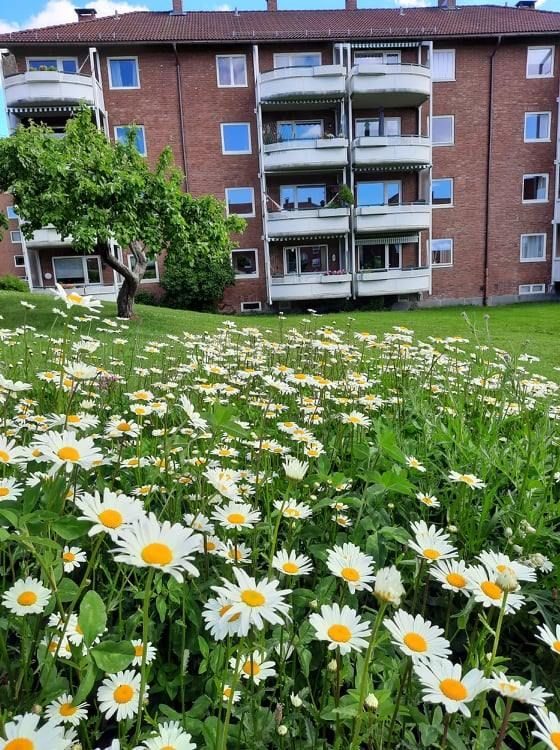 ugress, ville vekster, eng med prestekrager 