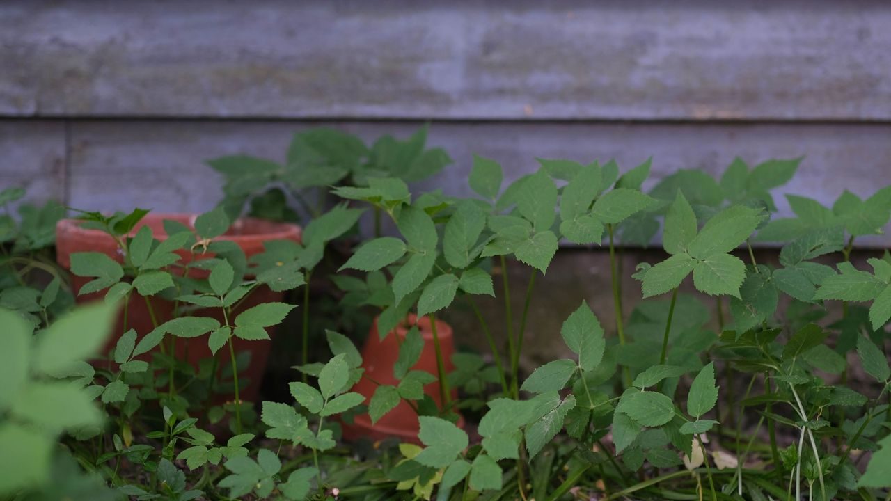 ville vekster, skvallerkål vokser inntil vegg