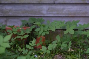 ville vekster, skvallerkål vokser inntil vegg