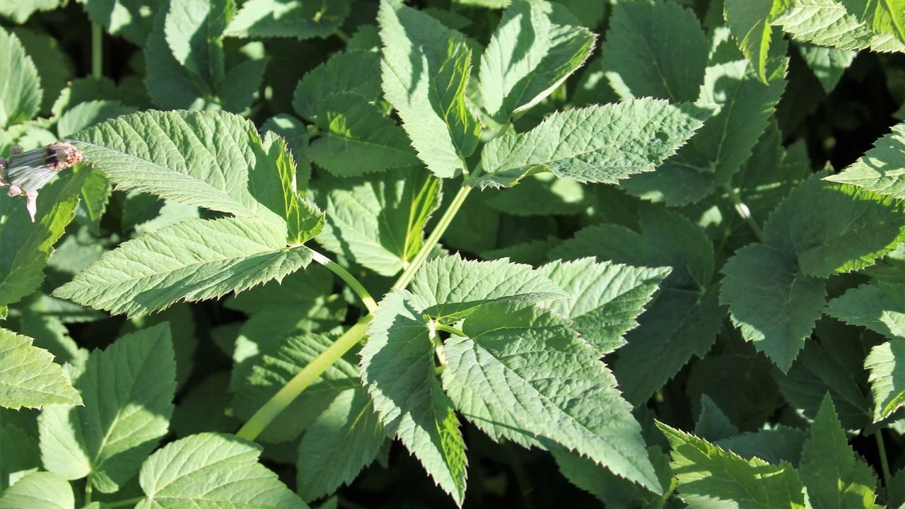 ville vekster, ugress, skvallerkål