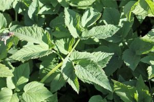 ville vekster, ugress, skvallerkål