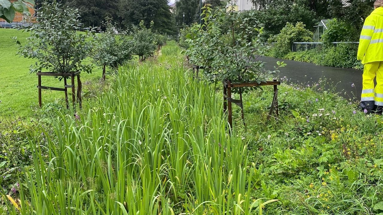 Høyt gress og små trær i kanten av Iladalen som bidrar til å rense og absorbere overvann som renner ned fra tak og asfalt.