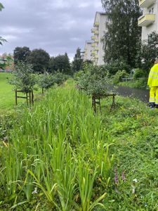 Høyt gress og små trær i kanten av Iladalen som bidrar til å rense og absorbere overvann som renner ned fra tak og asfalt.