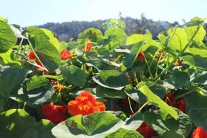 Bugnende september på Losæter