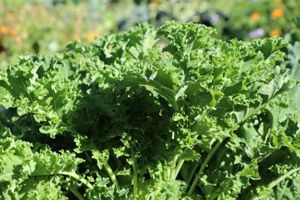 Grønnkål. Det Bugner av grønnsaker på Losæter
